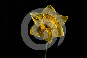 Yellow Daffodil flower isolated on a black background