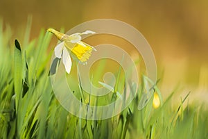Yellow Daffodil flower or Lent lily, Narcissus pseudonarcissus, blooming in a green meadow