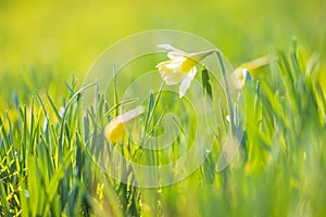 Yellow Daffodil flower or Lent lily, Narcissus pseudonarcissus, blooming in a green meadow