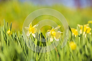 Yellow Daffodil flower or Lent lily, Narcissus pseudonarcissus, blooming in a green meadow