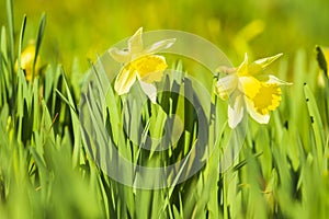 Yellow Daffodil flower or Lent lily, Narcissus pseudonarcissus, blooming in a green meadow