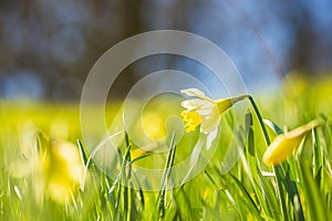 Yellow Daffodil flower or Lent lily, Narcissus pseudonarcissus, blooming in a green meadow