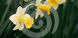 Yellow daffodil flower, mothers day card background or banner