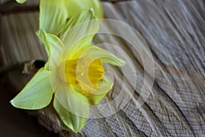 Yellow daffodil flower on a wooden sawn tree trunk macro