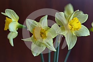 Yellow daffodil flower on a wooden sawn tree trunk macro