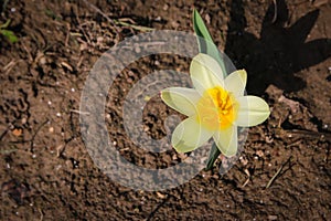 Yellow daffodil in the flowerbed