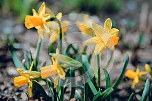 Yellow daffodil in the flowerbed photo