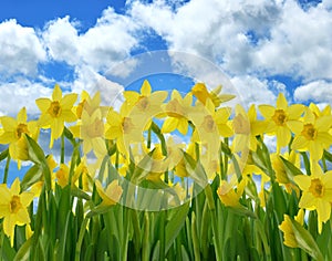 Yellow Daffodil Flowers