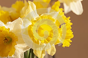 Yellow daffodil flowers on black background from back, with white petals