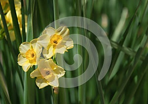 Yellow daffodil flowers blooming in spring garden