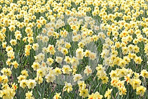 Yellow daffodil flowers blooming in the spring. yellow field