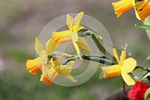 Yellow Daffodil Flowers in Garden