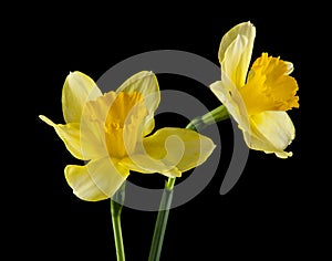 Yellow daffodil flowers isolated on a black background