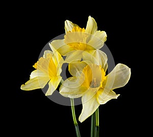 Yellow daffodil flowers isolated on a black background