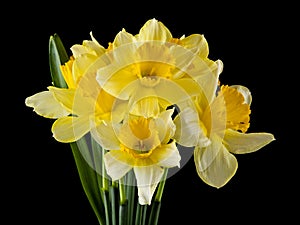 Yellow daffodil flowers isolated on black background