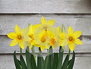 Yellow daffodil flowers with old grey wooden wall