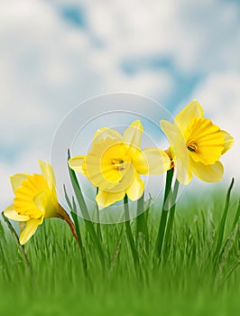 Yellow daffodil flowers with an orange center.