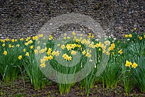 Yellow daffodil flowers on tall green stalks in front of ancient city wall in Canterbury, England.