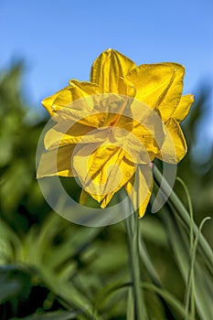 Yellow daffodil in garden.