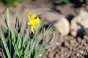 Yellow Daffodil in Garden, Blurry Abstract Background with Copy Space