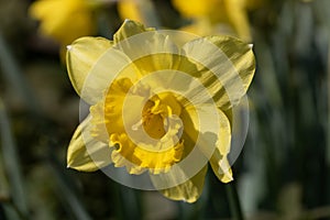 Yellow Daffodil, gelbe Osterklocke - Narzisse