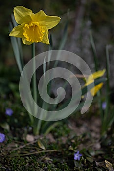 Yellow Daffodil, gelbe Osterklocke - Narzisse