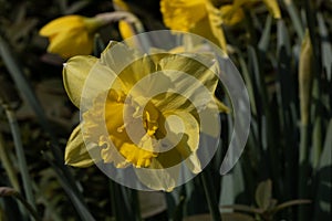 Yellow Daffodil, gelbe Osterklocke - Narzisse