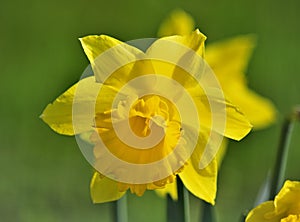 Yellow daffodil with green background close up