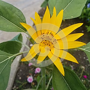 Yellow daffodil in the garden
