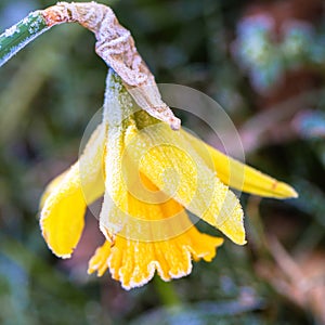 Yellow daffodil with ice crystals close-up. Macro shot.