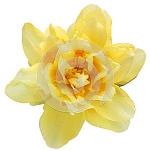 yellow daffodil isolated. One cut flower. on a white background