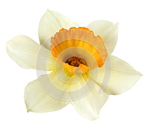 yellow daffodil isolated. One cut flower. on a white background