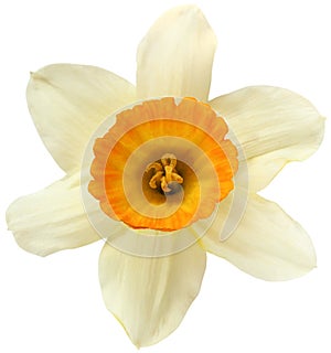 yellow daffodil isolated. One cut flower. on a white background