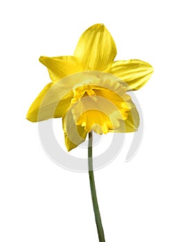 Yellow daffodil - isolated on white background