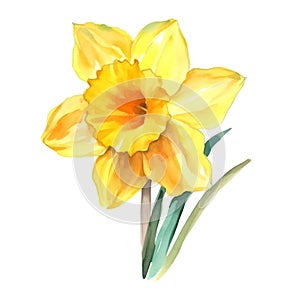 Yellow daffodil isolated on white background. Watercolor illustration