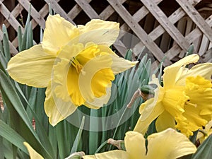 Yellow Daffodil by a lattice
