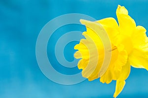 Yellow daffodil on light blue background, macro, abstract, copyspace for text, greeting card template