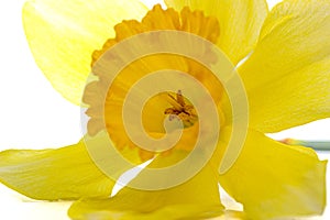 Yellow Daffodil Macro