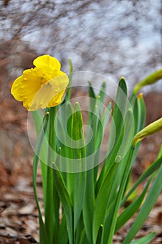 A Yellow Daffodil Narcissus is blooming in spring time