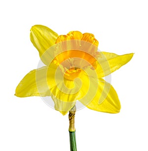 Yellow daffodil, narcissus flower, close up, isolated on white b