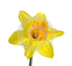 Yellow daffodil, narcissus flower, close up, isolated on white b