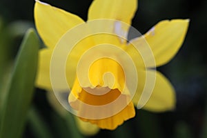 Daffodil / Narcissus Flower in a Closeup