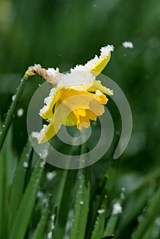 yellow daffodil (Narcissus Pseudonarcissus) and fresh fallen snow