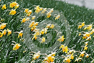 yellow daffodil (Narcissus Pseudonarcissus) and fresh fallen snow