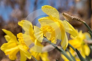 Yellow daffodil in the rain - close-up