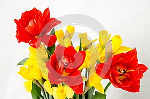Yellow daffodil and red tulip