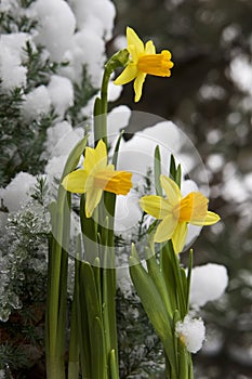 Yellow daffodil in the snow