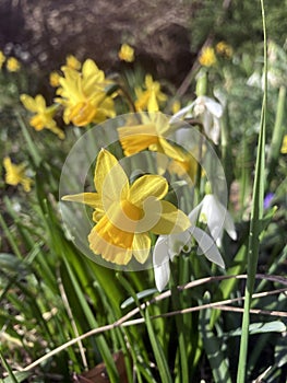 Yellow daffodil and snowdrop flowers in garden