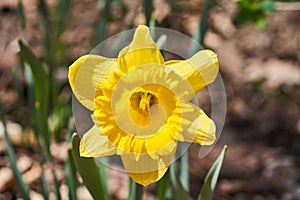 Yellow Daffodil in Spring in a Garden