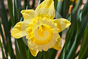 Yellow Daffodil with Sunlight in Spring